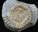 Microderoceras Ammonite - Dorset, England #30779-1